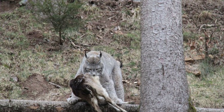 Luchs trägt Damhirsch