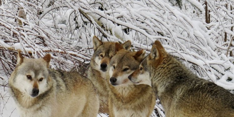 Wölfe im Winter