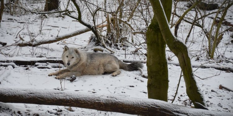 Timberwolf im Schnee