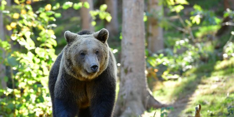 Bär im Wald