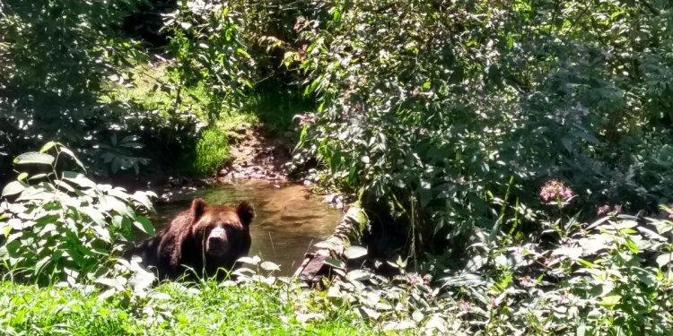 Tiermanagement: BEN zurück in großer Freianlage