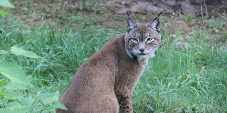 Luchs