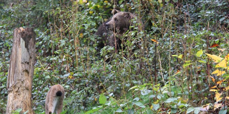 Luchs und Bär im Dickicht