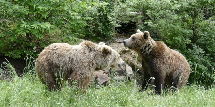 KAJA und ARIAN