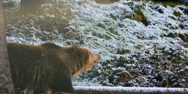 Bär im Winter