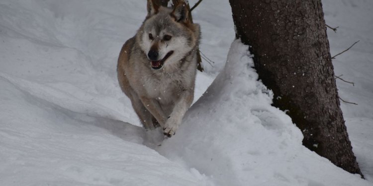 Wolf im Schnee