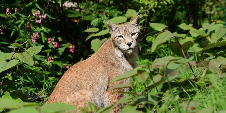 c_750_375_16777215_0_0_images_01-news_2021_03_2021-03-15_awbs_luchs.jpg