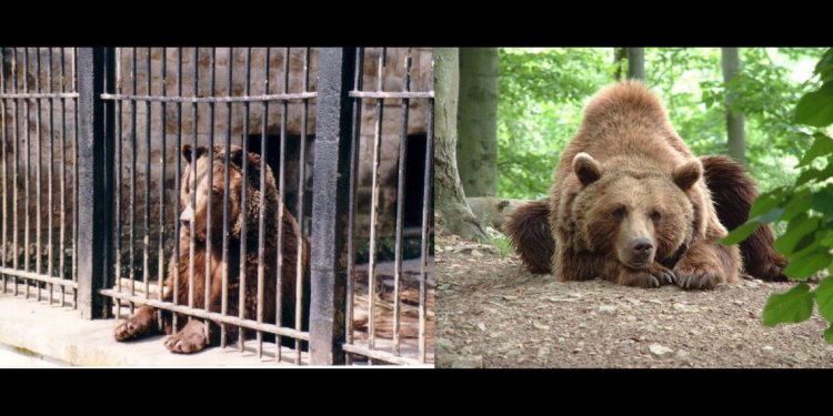 links: MAIKA zu Tierparkzeiten, rechts: MAIKA im Projekt WORBIS