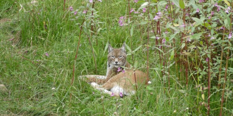 Luchs im Dickicht