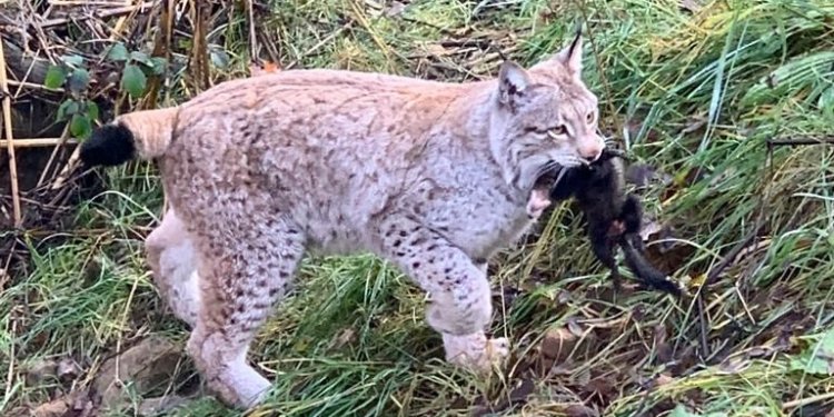 Luchs mit Beute