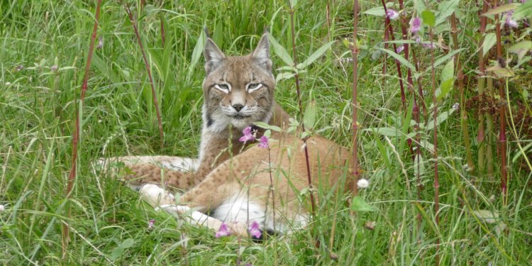 Einblicke in den Alltag des Wildtieres