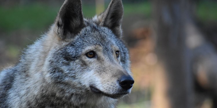 Tag des Wolfes am 30.04.2022