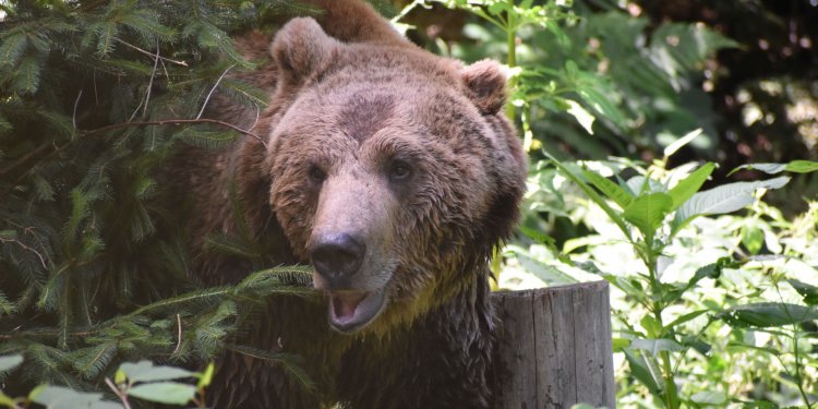 Sommerferien bei Bär, Wolf und Luchs!