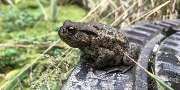 Naturnahe Freianlagen bieten auch kleinen Tieren ein Zuhause
