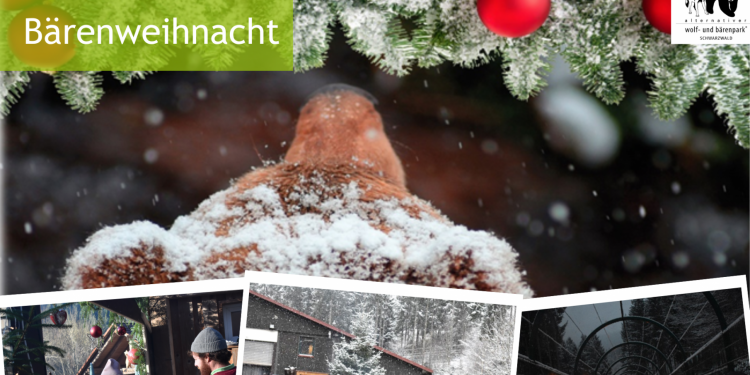 c_750_375_16777215_0_0_images_01-news_2022_09_baerenweihnacht.png