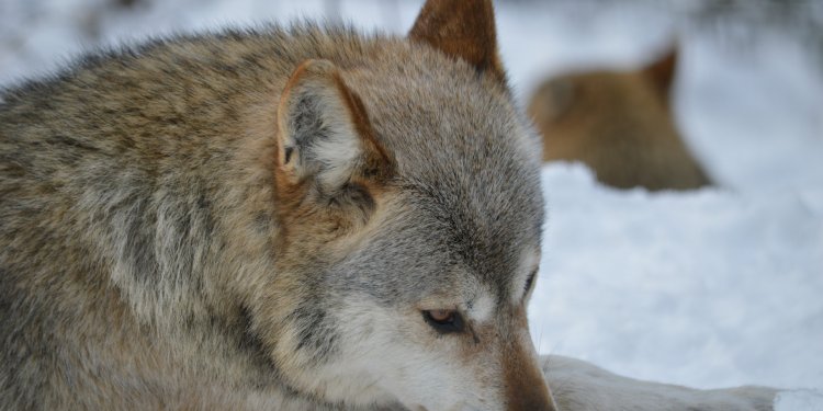 20.11.2022 | Winterwolf Portrait für Erwachsene