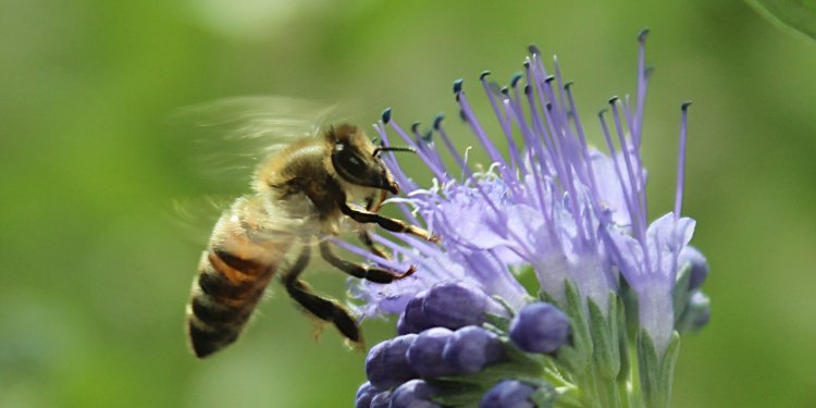 Weiterlesen: Bienenforscher