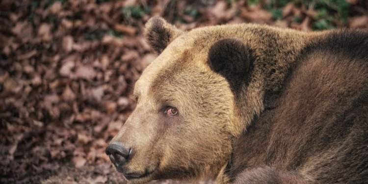 Weiterlesen: Bei Bären wie DAGGI stehen Nüsse hoch im Kurs
