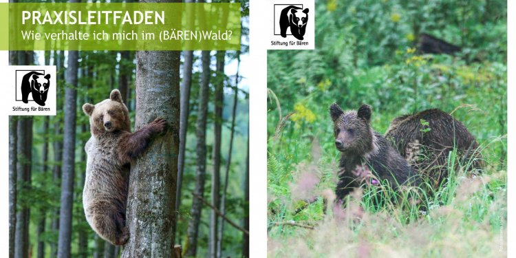 Der Bärenbestand in Mitteleuropa erholt sich allmählich.