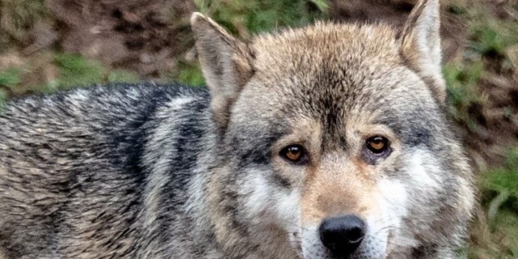 Wolfsreport: BRAX und BERIX