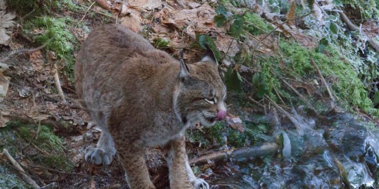 Luchs ELA [T. Hemauer]