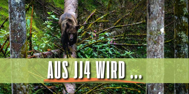 c_750_375_16777215_0_0_images_01-news_2025_08_2025-08-11_awbs_aus-jj4-wird-___.jpg