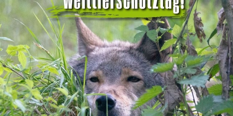 Weiterlesen ...