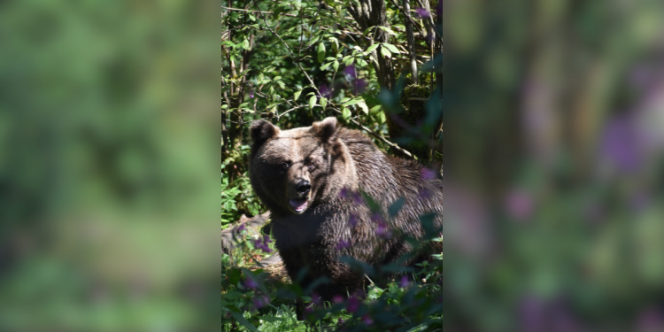 c_750_375_16777215_0_0_images_01-news_2025_10_isa-ist-albern.png
