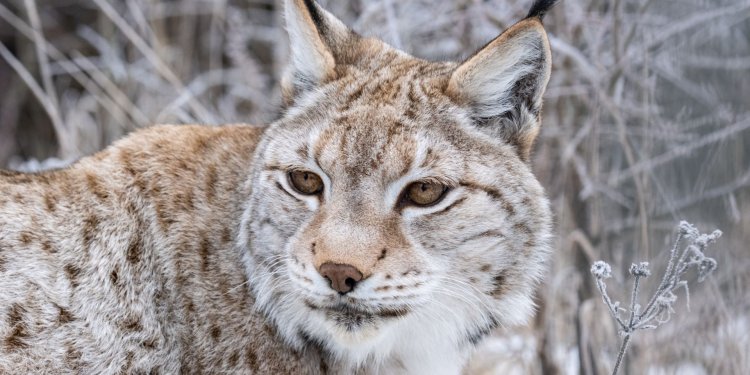 c_750_375_16777215_0_0_images_01-news_2025_11_luchs-nahaufnahme_klein.jpg