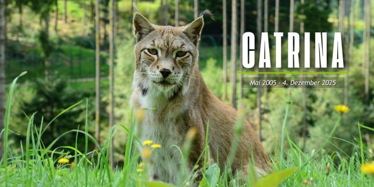 c_750_375_16777215_0_0_images_01-news_2025_12_nachruf-catrina.jpg