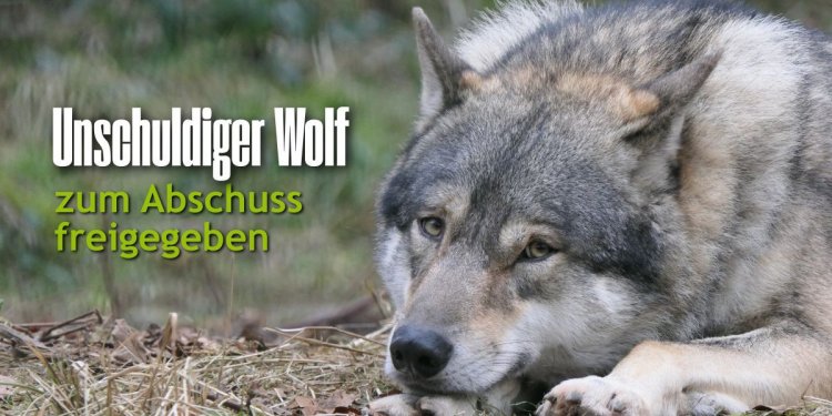 c_750_375_16777215_0_0_images_01-news_2026_01_wolfsabschuss.jpg