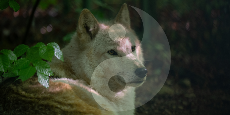 c_750_375_16777215_0_0_images_02-termine_2026_2025-10-09_abw_taiji_wolfswissen.png
