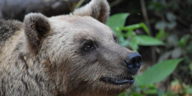 Für mehr Tierwohl