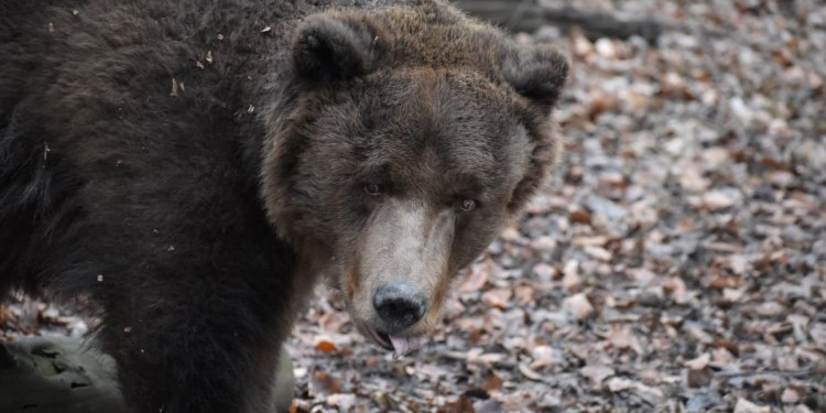 Braunbär PARDO