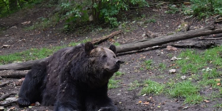 Weiterlesen: Bär Pedro im Bärenpark Worbis