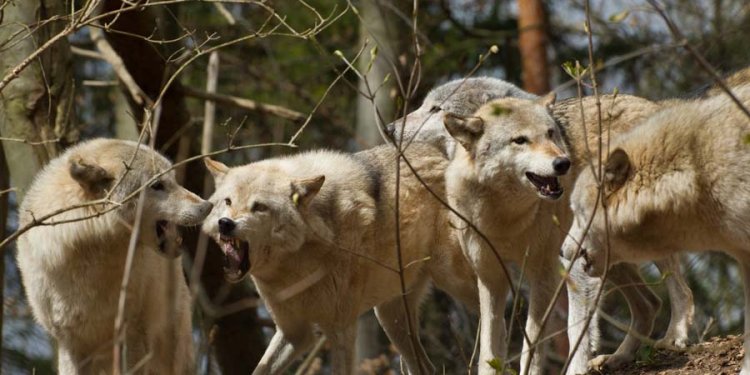 Weiterlesen: Das Worbiser Wolfsrudel