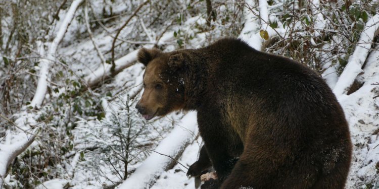 Weiterlesen: Arthos im Bärenpark Schwarzwald