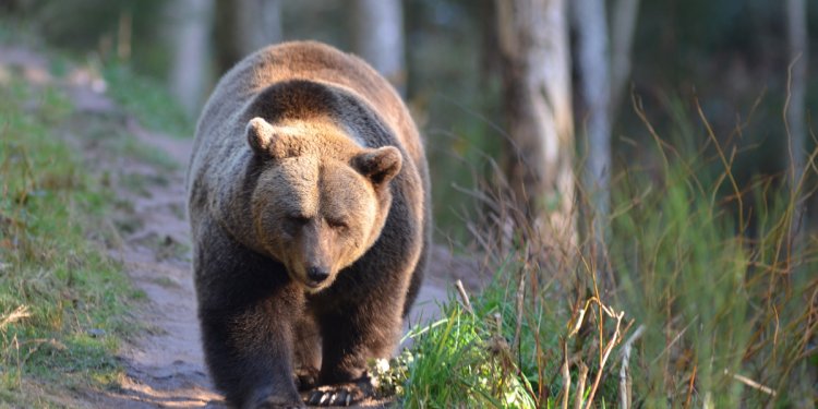 Weiterlesen: Die Mutter von Bär Bruno - Jurka heute im Bärenpark