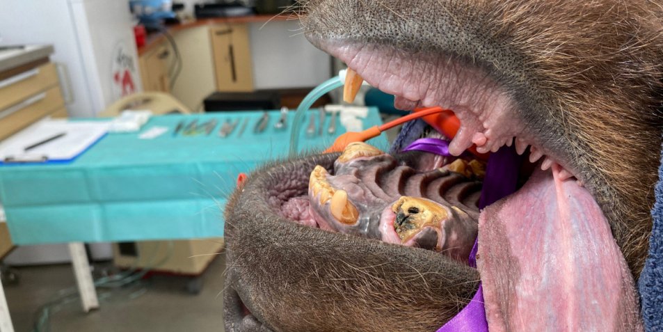 MYKHAILO: Schlimmer Zustand der Zähne © Four Paws