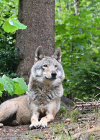 Zwischen Hund und Wolf gefangen: Hybrid GAIA