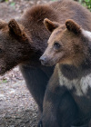 Seit einem Jahr in unserem Bärenschutzzentrum: ASUKA und POPEYE