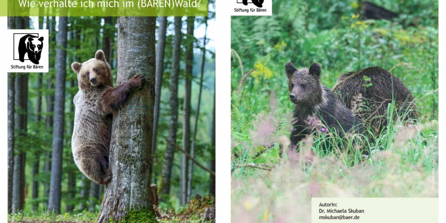 Der Bärenbestand in Mitteleuropa erholt sich allmählich.